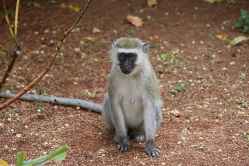 Obraz premium African Monkey