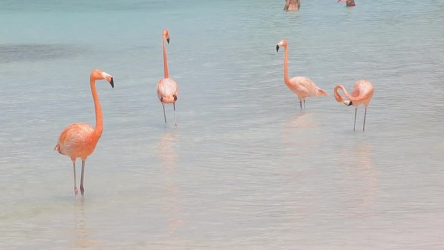Pink flamingos on the beach