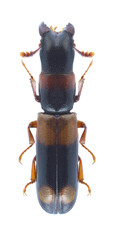 Beetle Nemozoma caucasicum