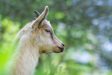 Chevreau