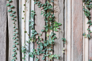 Green Creeper Plant on woodden wall