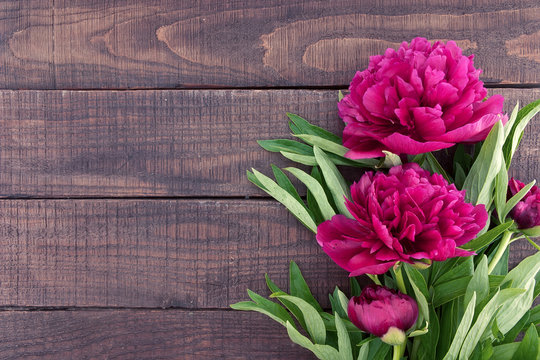 Red peony flower on dark rustic wooden background 