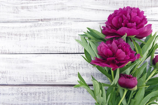 Red peony flower on white rustic wooden background 