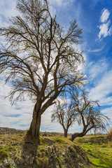 Fototapeta na wymiar Three trees. Orce, Comarca de Huéscar, Granada, Andalucía, Spain, Europe.
