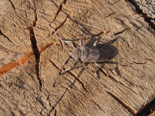 Жук древоточец