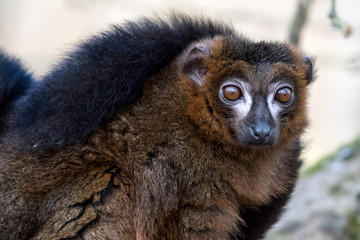 Black Lemur (Eulemur macaco)