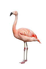 Flamant rose