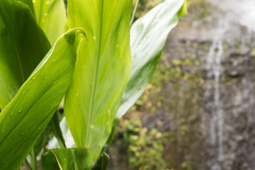 Fototapeta premium Water on plant
