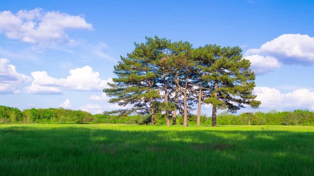 Green Meadow with Six Pines in the Middle in Askania-Nova, Ukraine, Timelapse.