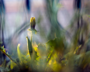 Yellow dandelions on a beautiful background. Evening, flower petals folded. Fabulous background 
