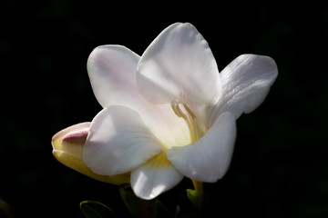 Fototapeta na wymiar Detail of a white flower and a bud