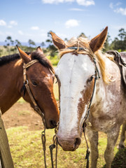 Easter Island Horses