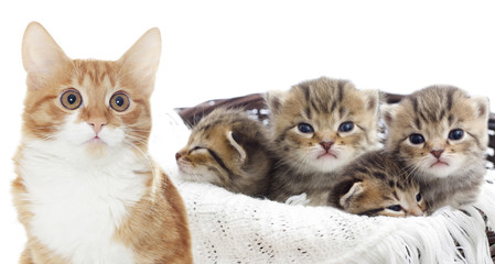 Fototapeta na wymiar striped kittens in a basket
