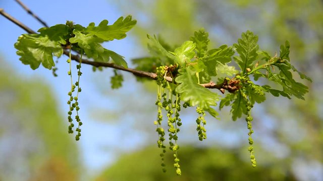 Flowering common oak or pedunculate - Quercus robur