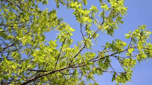 Flowering common oak or pedunculate - Quercus robur