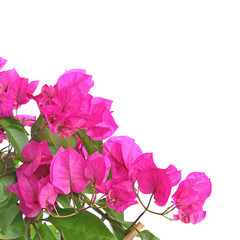 Bougainvillier