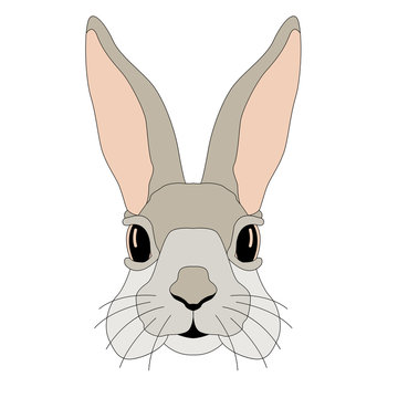 recommend clip art: Bunny realistic vector illustration face