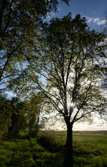 Obraz premium Weg im Gegenlicht