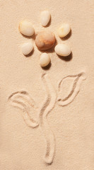 Fototapeta na wymiar Flower of sea stones, stem and leaves drawn on sand