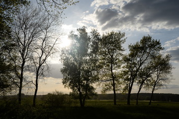 Bäume im Gegenlicht