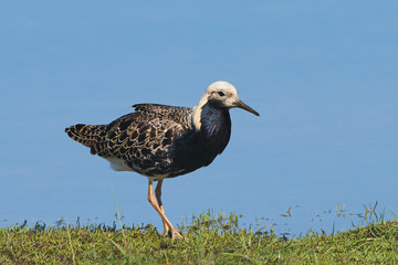 Ruff (Philomachus pugnax)