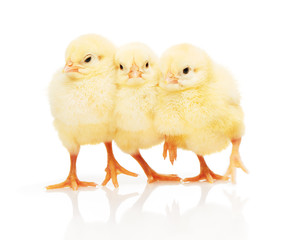 Three small yellow chickens isolated on white background