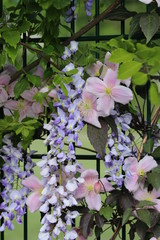 Blauregen und Clematis