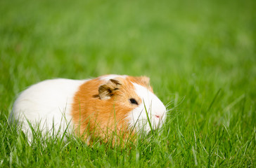 Guinea pig on the grass