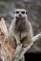 Slender-tailed Meerkat (Suricatta suricatta)