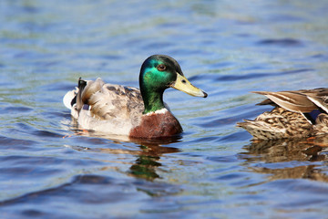 wild ducks