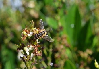 Hoverfly, flower fly, syrphid fly bee.  Colorful yellow, black and white fly gathering nectar pollen.