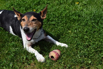Jack Russel Terrier