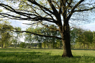 Baum auf einer Wiese