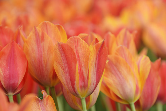 Flowers - Tulip, Tulips