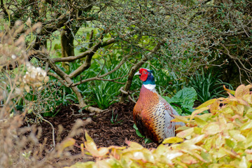 Pheasant enjoying the sunshine