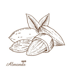 Almonds. Woodcut style. Hand drawn sketch walnut. Vector illustration.