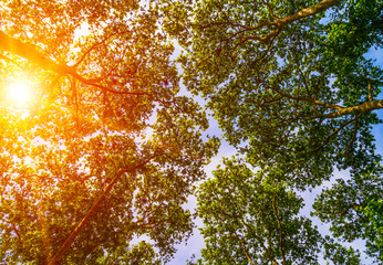 Sun ray through the trees