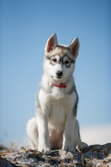 Husky Puppy