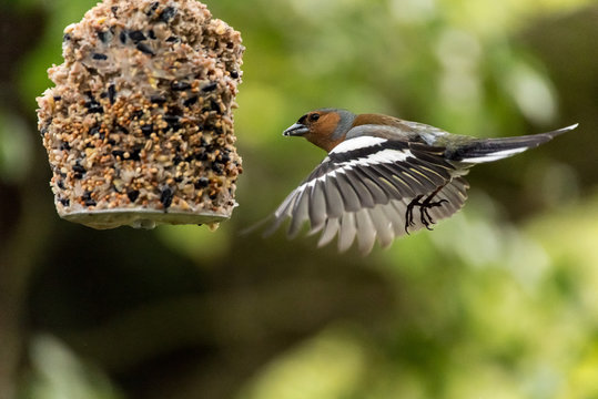 Chaffinch at feeder