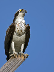 Osprey on Nest Post