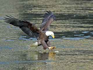 Bald Eagle Fish Grab