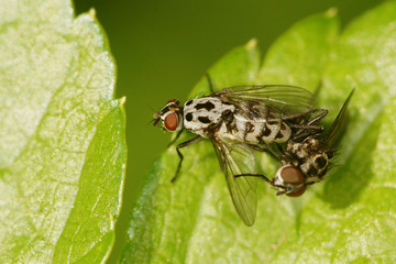 Fototapeta premium Fly - Anthomyia pluvialis - Copulation