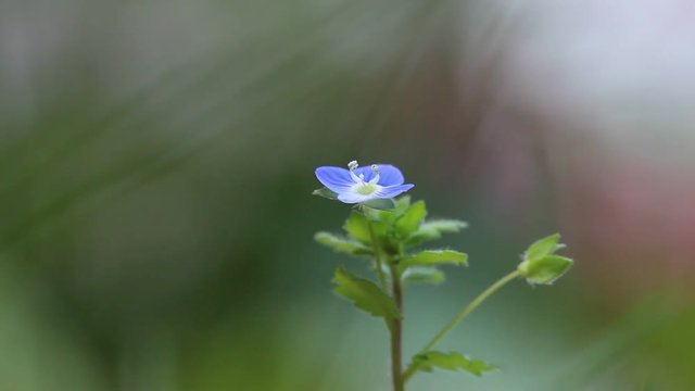 Blue Germander speedwell flowers with shallow depth of field.