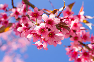 Beautiful cherry blossom or sakura with nice blue sky, selective focus