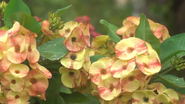 Small yellow tropical flowers