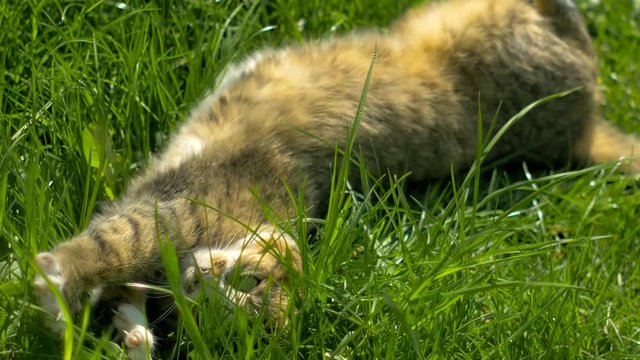 Lying on the grass relax playing cat