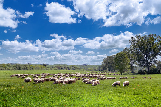 Sheep flock on green field in Tuscany (Italy)