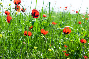 Wild red poppies.