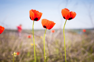 Obraz premium Three red poppies