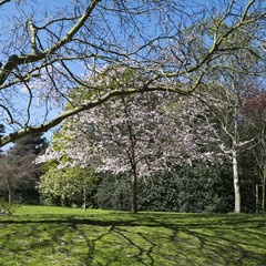View of a Cherry Tree in Blossom Lining a Pathway through a Beau